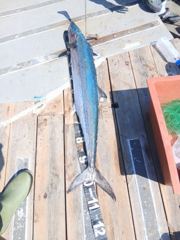 [경주] 아이고 아까워라...트윈파워14000 시집갈수 있었는데 3cm …