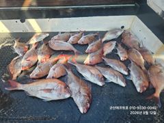 군산에프원호 토요일 (내일) 참돔타이라바 출항합니다.예약해주세요.