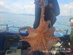 "돌문어" 어제도 6수 동시힛트!! 500g 전후들 개인12 부터 마릿수 조황~ (예약가능)