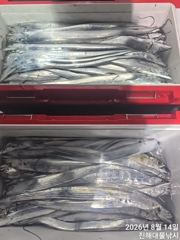 14일새벽,내만칼치~루어,텐빈 잘올라와 엄청잡고 일,월,화욜 예약가능~