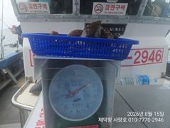 [진해] "돌문어" 500g전.후 중치들 전원마릿수 손맛~ (예약가능)