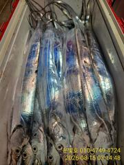 먼바다 갈치 텐빈 넣으면 3지 4지 퍽퍽! 월요일부터 예약가능
