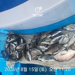 [사천] 삼천포 내만권 감성돔