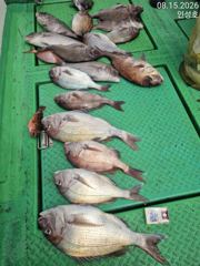 [거제] 참돔 거제인성낚시