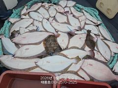 [광어조황] I/15 태풍호 광어 조황