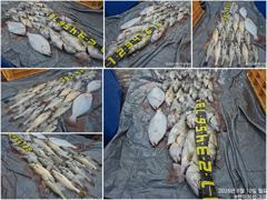 오늘의조황 - [ 고강호 ] 8월 10일 [ 대.농어 + 민어 외수질 출조 완료 ] [ 인천배낚시 청마피싱 / 인천선상낚시 / 인천낚시배 ] - 인천 영종도 선상낚시 청마피싱,피싱스토리