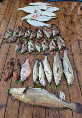 8/15 격포해오름호 민어낚시 조황입니다