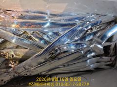 내만칼치ㅡ바글바글,루어,메탈,텐빈 가리지 않고 퍽퍽퍽(일 예약가능)