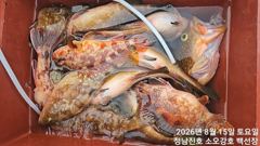 강진마량 백선장 주말 붉바리외수질 조황 소식입니다