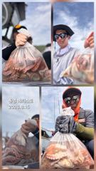 통영] 문어 사량도 굴어장 조황 15일(토) 통영 메티스호