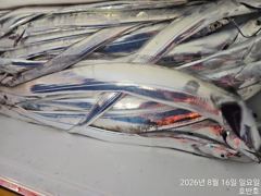 {통영호반호}먼바다 갈치조황~내일 정상출항함니다