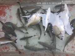 [거제] (선외기)문어 마릿수~감성돔 찌맛 손맛 중치급들로~(17일 예약…