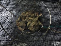 [고성] 토요일 사량도 어장줄 조황 입니다.월요일 출항 합니다.