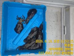 [동해,삼척] 묵호항 무늬오징어
