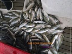 [거제] 지세포 수퍼 전갱이 조황