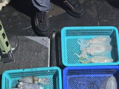 8월15일 무늬오징어 조황입니다~