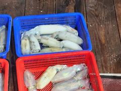 [고성] 무늬팁런 우천속 초보 조사님들의 굿 조항