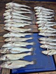 [격포 새천년호] 8,15 민어 92센치까지 나왔습니다ᆞ ㆍ
