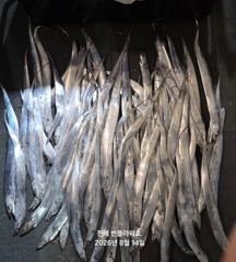 <내만 갈치>갈치사냥 갑니다~ 월,화,수~예약중