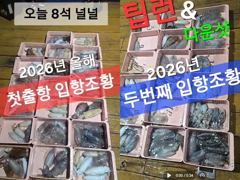 [부산] 부산 무늬오징어 여기저기 퍽퍽합니다 (화요일부터~ 쭉!!)