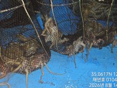 [마산] 야간돌문어 매일굿굿 개인두자리수까지 열심히 달립니다