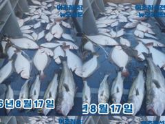 <뉴오리온호. 생미끼 -민어/농어/광어/낚시 ~마무리조황 (17일)