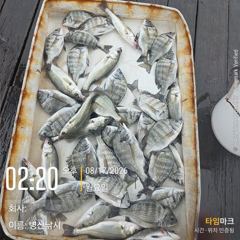 [고성] 병산 감성돔마리수 농어 마리수 선외기흘림조황~~