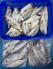 백조기 조황