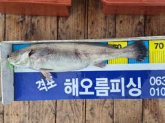 816 격포해오름호 대물급 민어 조황입니다