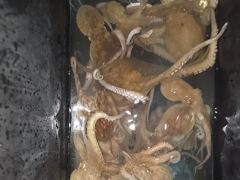[진해] 오늘 마리수로 올라오는 포인트로 야간~돌문어 잡으러 출조 갑니…