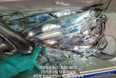 [진해] 준내만 4지급 텐빈 은빛 갈치 마릿수 쿨러 가득 조황 오늘 무조…