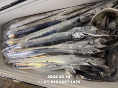[여수,광양] [여수나라2호]-18일 갈치입항조황ㅡ만쿨도장찍고 1인2쿨러 하신…