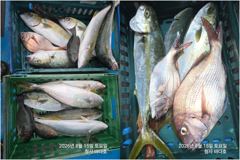 참돔 45cm,뱅어돔,부시리 호조황,