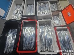 18일새벽,내만칼치 씨알점점 커지고 텐빈.루어 엄청잡고~수,목,금욜 예약가능~