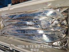 ((먼바다 왕갈치))이제터져나오는 3지4지들 내일 목ㆍ금ㆍ토(예약가능