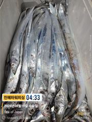 [갈치/텐빈/텐야]씨알 좋고~오늘도가보입시다[수.목.금.일]예약가능