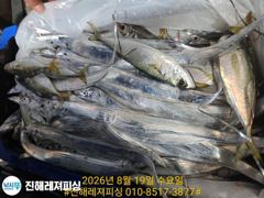 내만칼치 ㅡ바글바글, 초저녁부터 꾸준히 올라오네요. 목,금,토,일 ㅡ예약가능