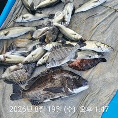 [사천] 삼천포 내만권 감성돔