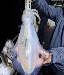 무늬팁런 연일 초초대박!! 800g,700g,500g 막 물어요!! 오늘 긴급 자리여유