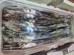 통영영운호14석) 왕갈치 씨알 마릿수 굿 많이 잡았습니다