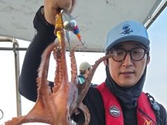 칠성호 돌문어 조황입니다 ~~