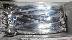 준내만 4지급 텐빈 은빛 갈치 마릿수 쿨러 가득 조황 오늘 무조건 출항 자리여유