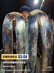 [갈치/텐빈/텐야]우와!!씨알이~3지부터5지급까지~쿨러조황[월요일부터]예약가능