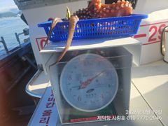 "돌문어"1700g1200g1000g외 개인22수15수13수12수등 전원마릿수 팍~팍~
