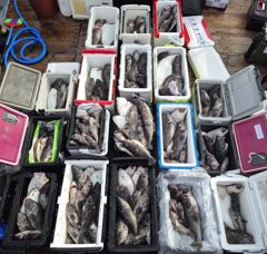 8월20일. 우럭전원쿨러 조황~~