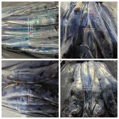[통영대교피싱]실시간 왕갈치 축제중 내일3자리여유