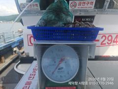 [진해] "여밭돌문어" 개인6kg4.5g 6분이 105수 퍼담고~ 개인2…