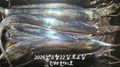내만갈치 씨알급으로 손맛보고~~~~예약가능