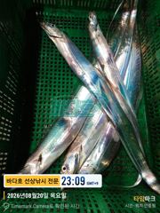 [거제] 20일 왕갈치 크크 많네 ~~ 오늘도 내일도 자리여유