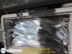 내만칼치ㅡ바글바글합니다.씨알좋고 마릿수굿 ㅡ토.일.월.예약가능